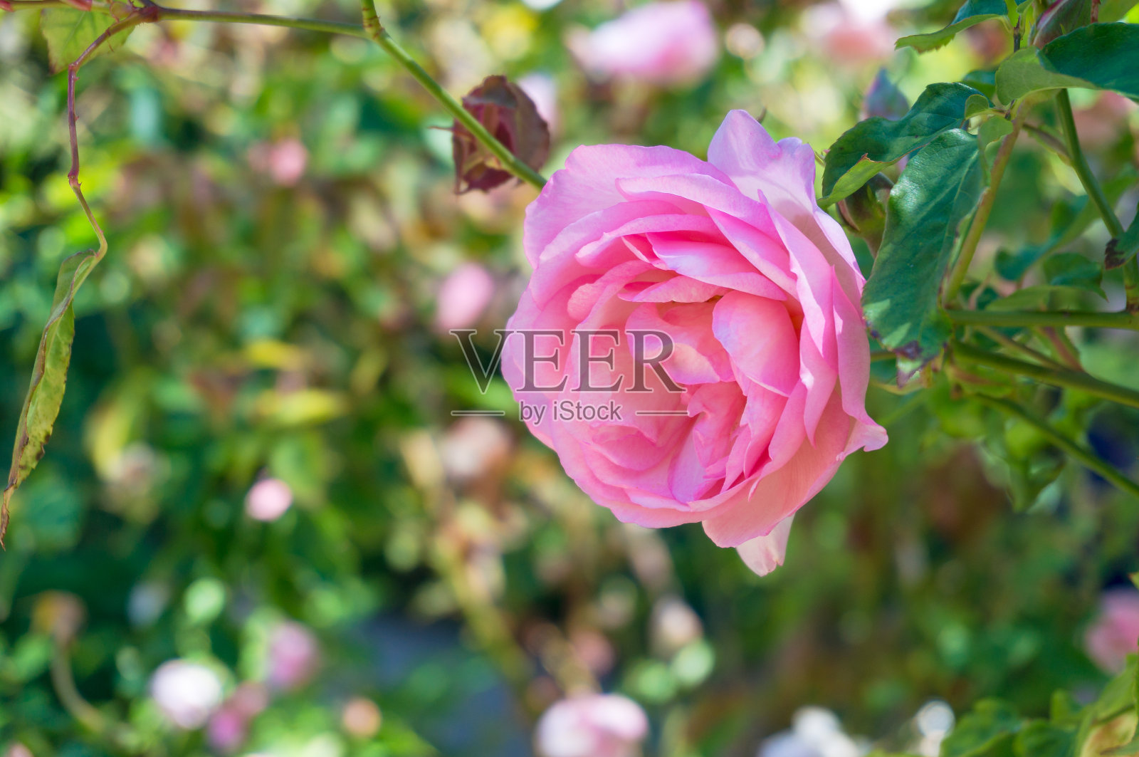 近距离的软粉色玫瑰盛开照片摄影图片