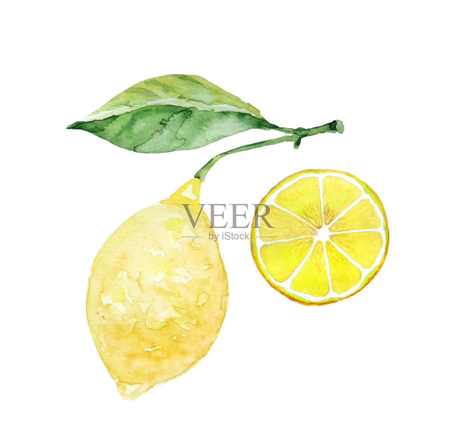 一根有叶子和一片柠檬的树枝上的柠檬。水彩插图集。孤立在白色背景上插画图片素材