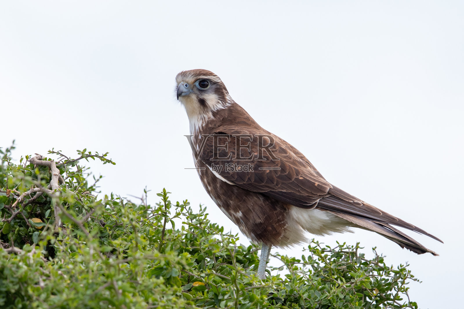 棕色猎鹰-猎鹰berigora照片摄影图片