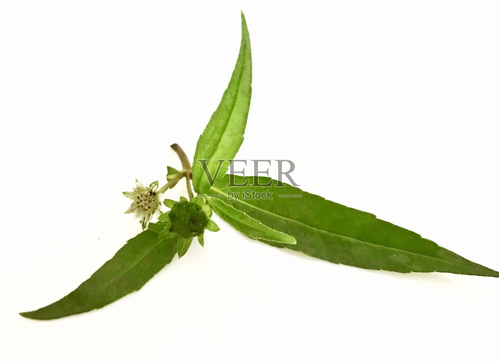 假雏菊，Eclipta Alba的皮肤护理照片摄影图片