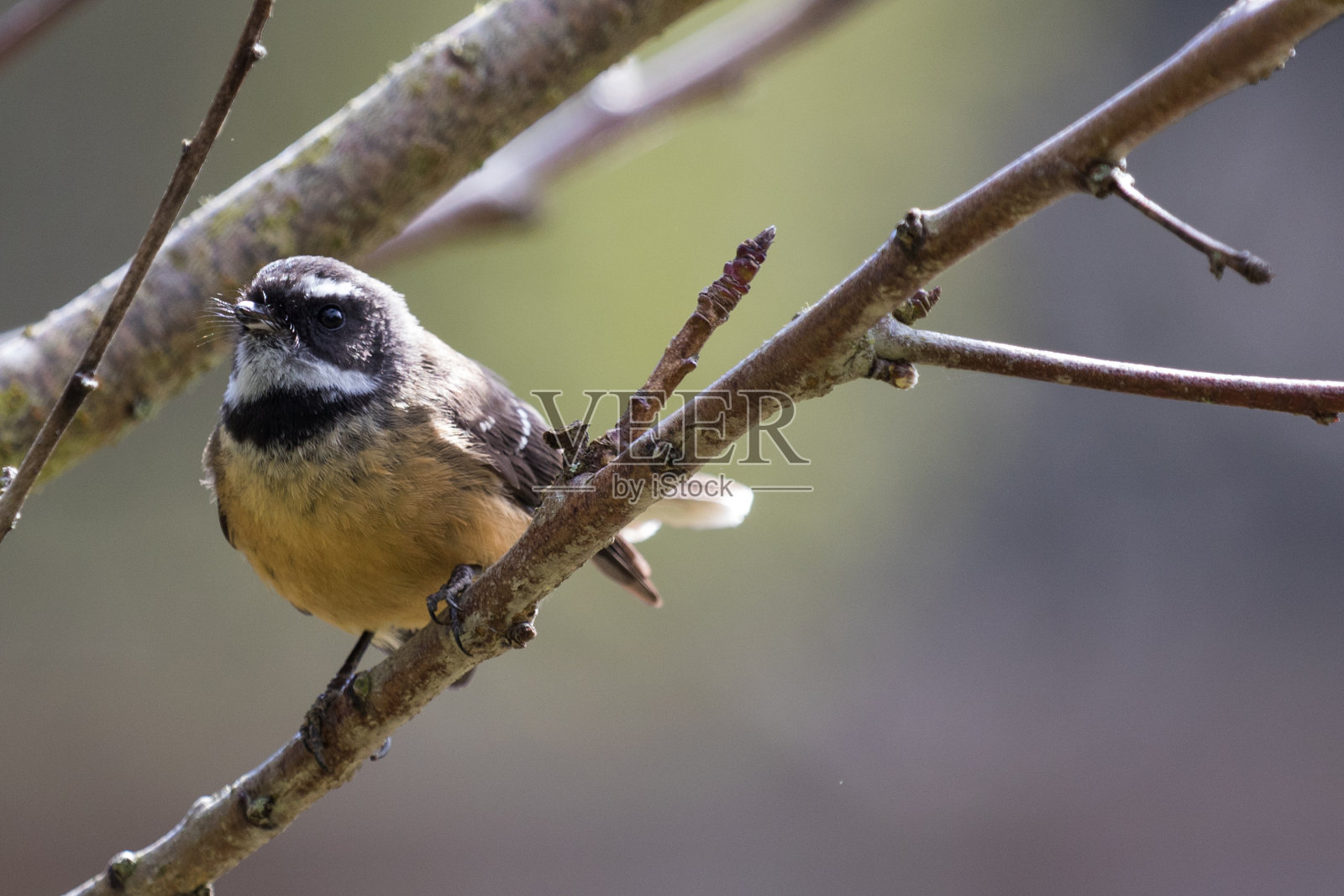 新西兰扇尾鱼照片摄影图片