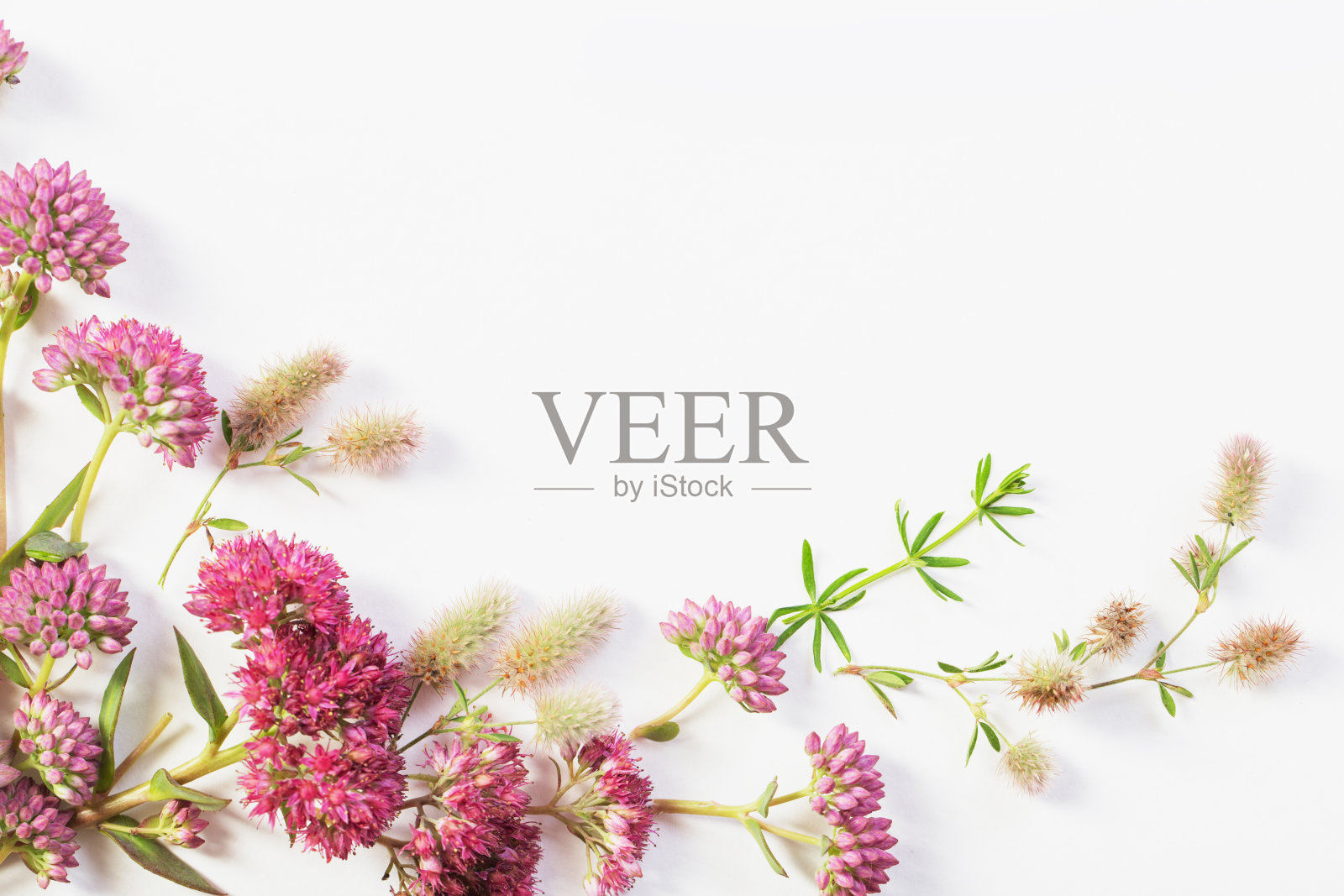 白纸背景上的野花照片摄影图片