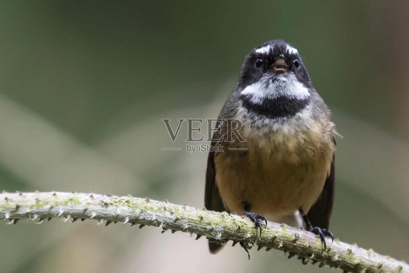 新西兰扇尾鱼照片摄影图片