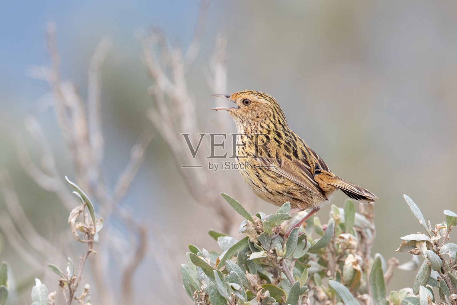 有条纹的田鹤-黄菖蒲照片摄影图片