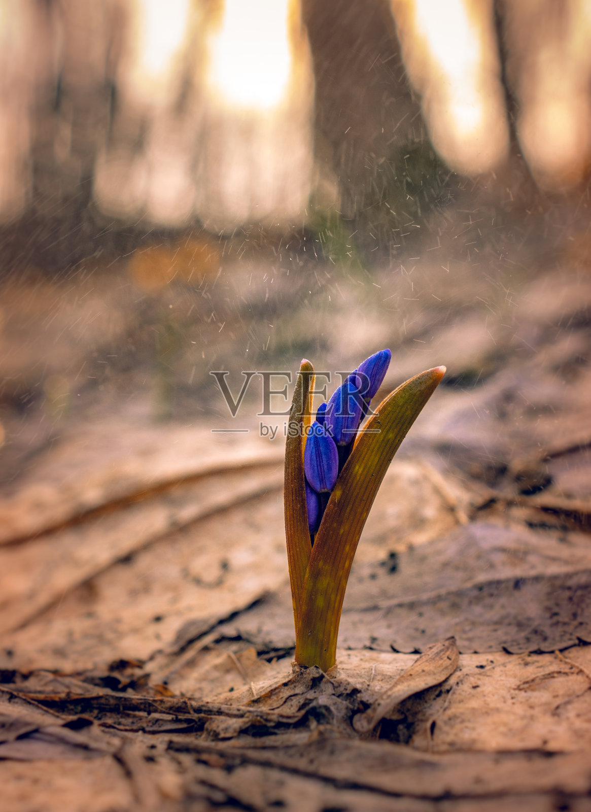 雪花莲照片摄影图片