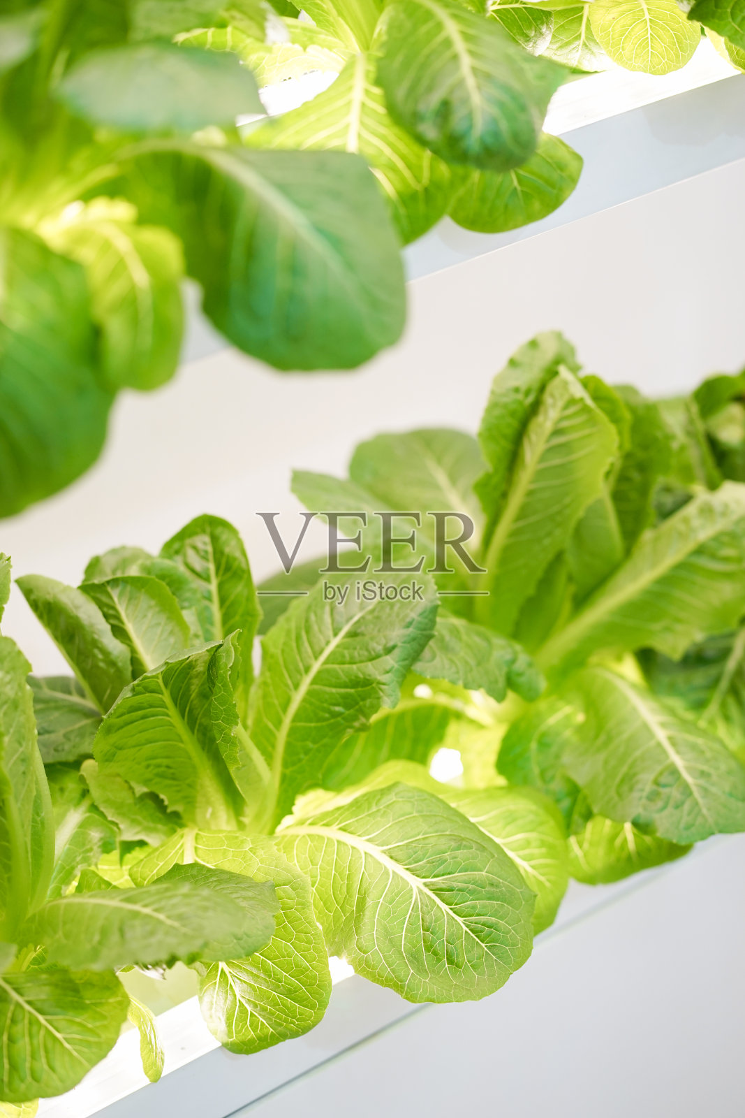 水培蔬菜。一种绿色的水培蔬菜。照片摄影图片