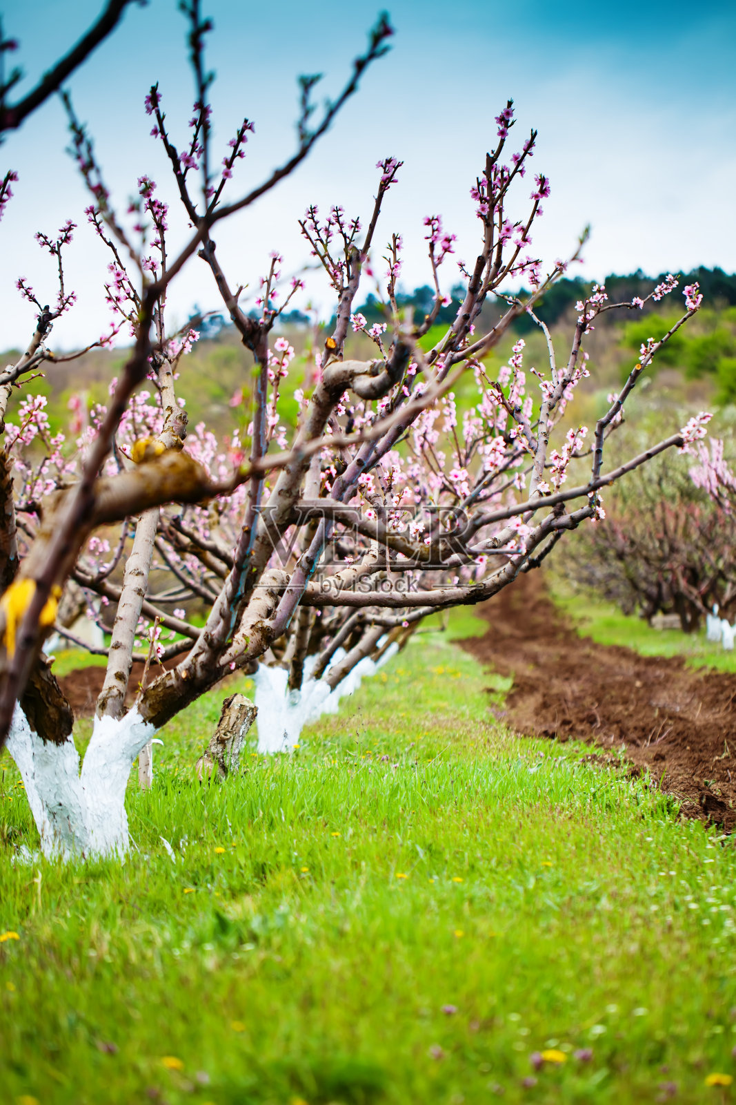 桃树在春天绽放粉红色的花朵。春天盛开，抽象的背景。横幅。有选择性的重点。照片摄影图片