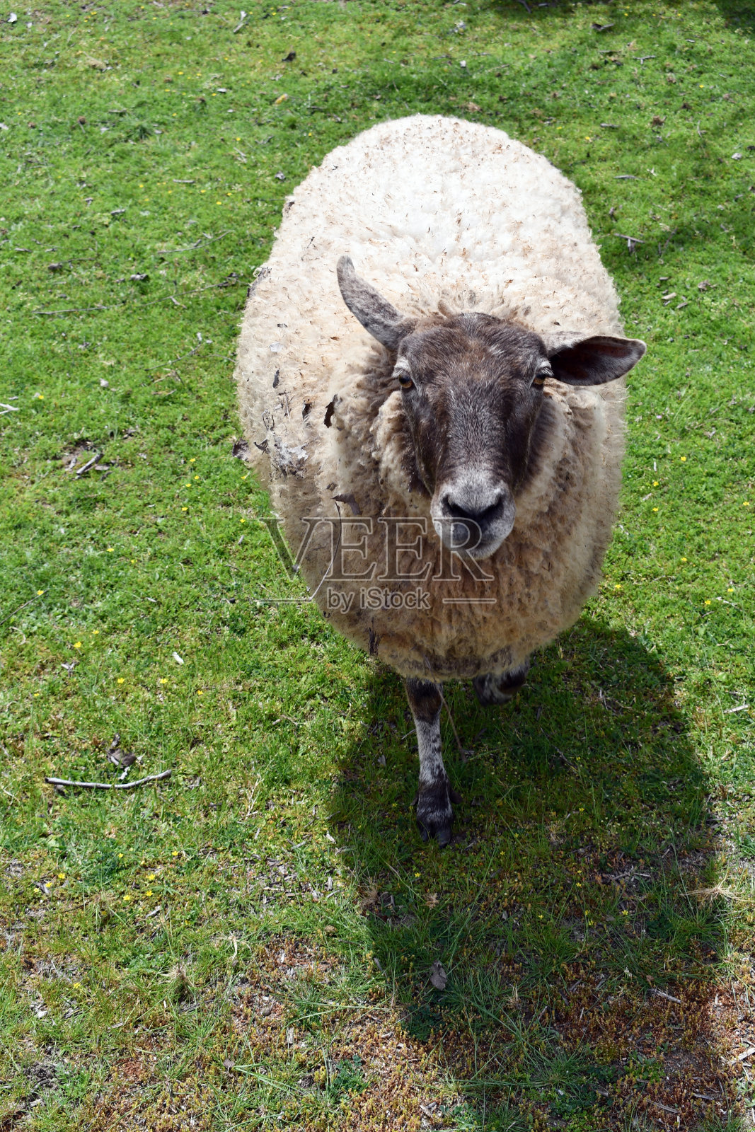 前面的观点非常毛茸茸的羊照片摄影图片
