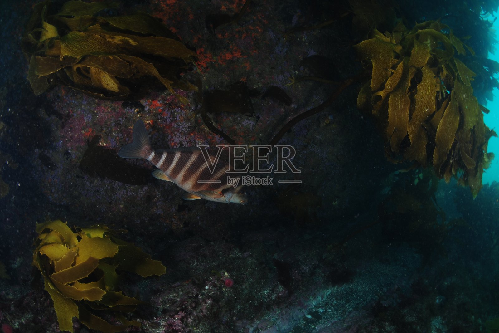 黑岩墙下的红色莫奇照片摄影图片