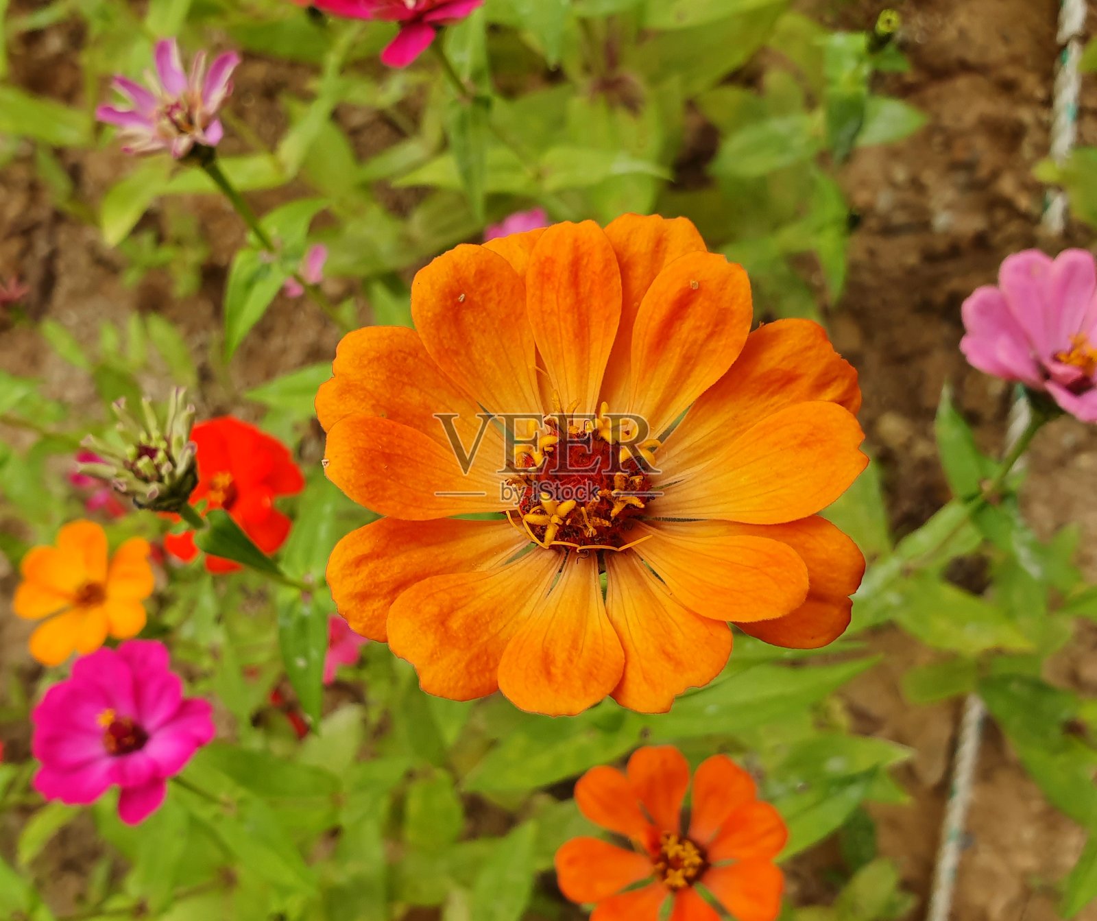 百日菊之美照片摄影图片