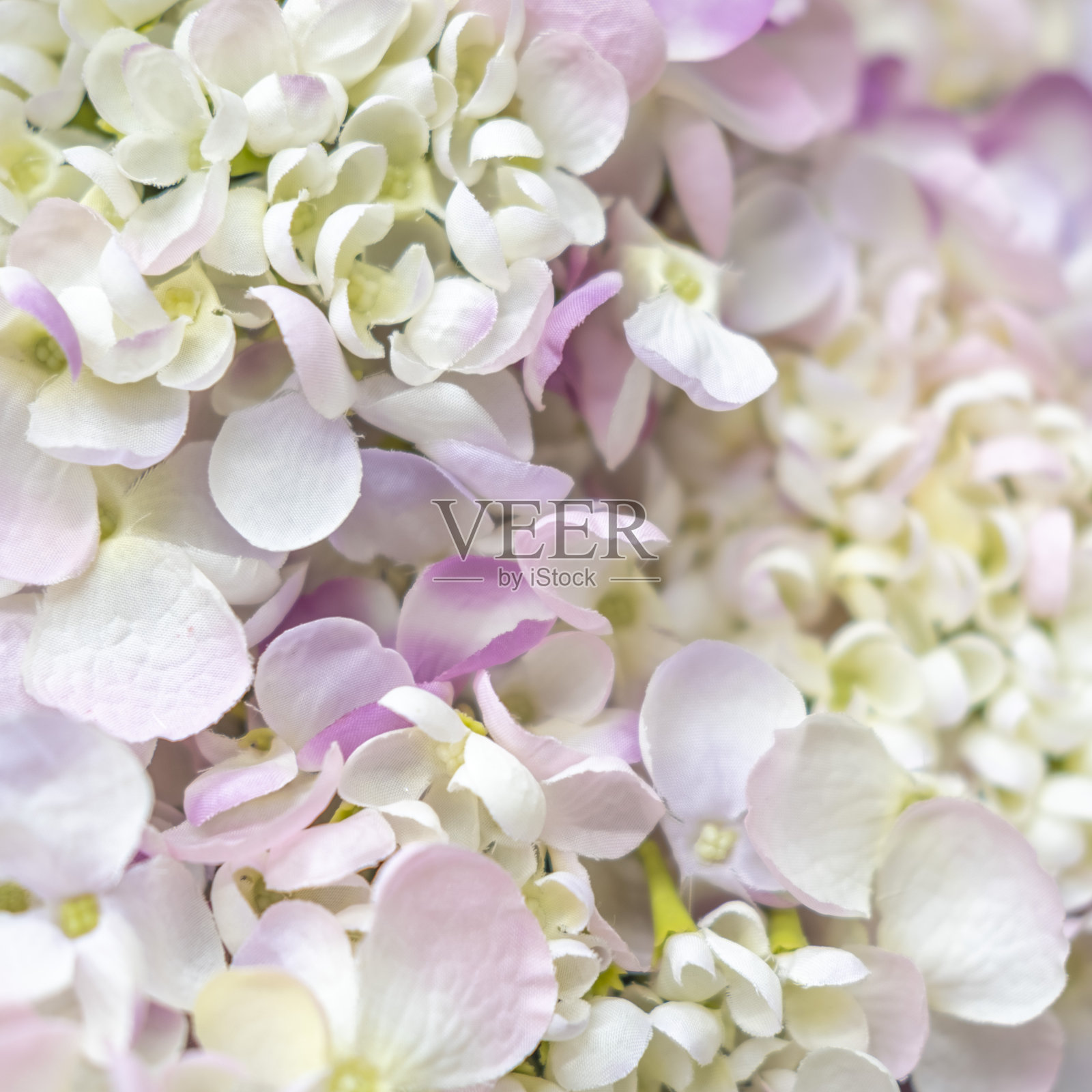 背景人造花瓣，白色纹理特写照片摄影图片