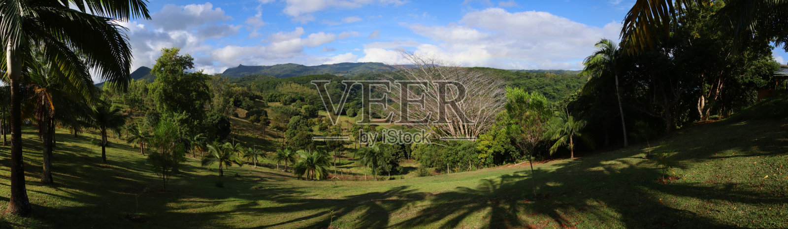 毛里求斯沙马雷尔的拉维莱翁天然森林，印度洋，非洲照片摄影图片