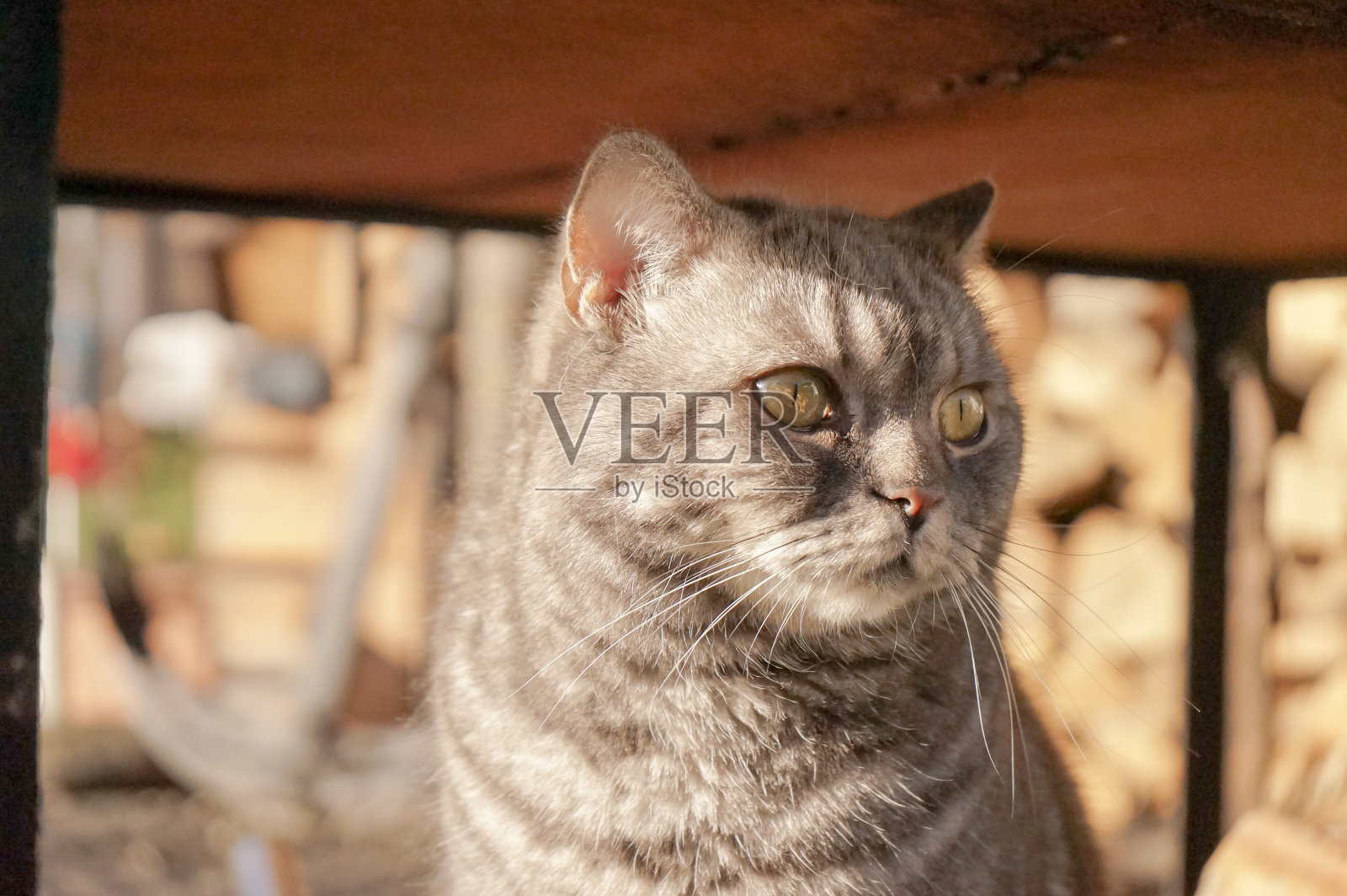 毛茸茸的流浪美国短毛灰毛色猫，脾气好，心情好。待在餐厅附近的遮蔽处，沐浴阳光。秋季的一天，在冬季。木制背景。照片摄影图片