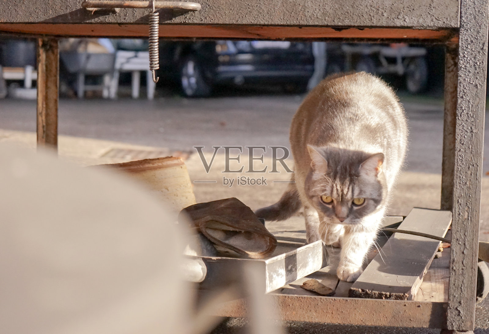 毛茸茸的流浪美国短毛灰毛色猫，脾气好，心情好。待在餐厅附近的遮蔽处，沐浴阳光。秋季的一天，在冬季。木制背景。照片摄影图片
