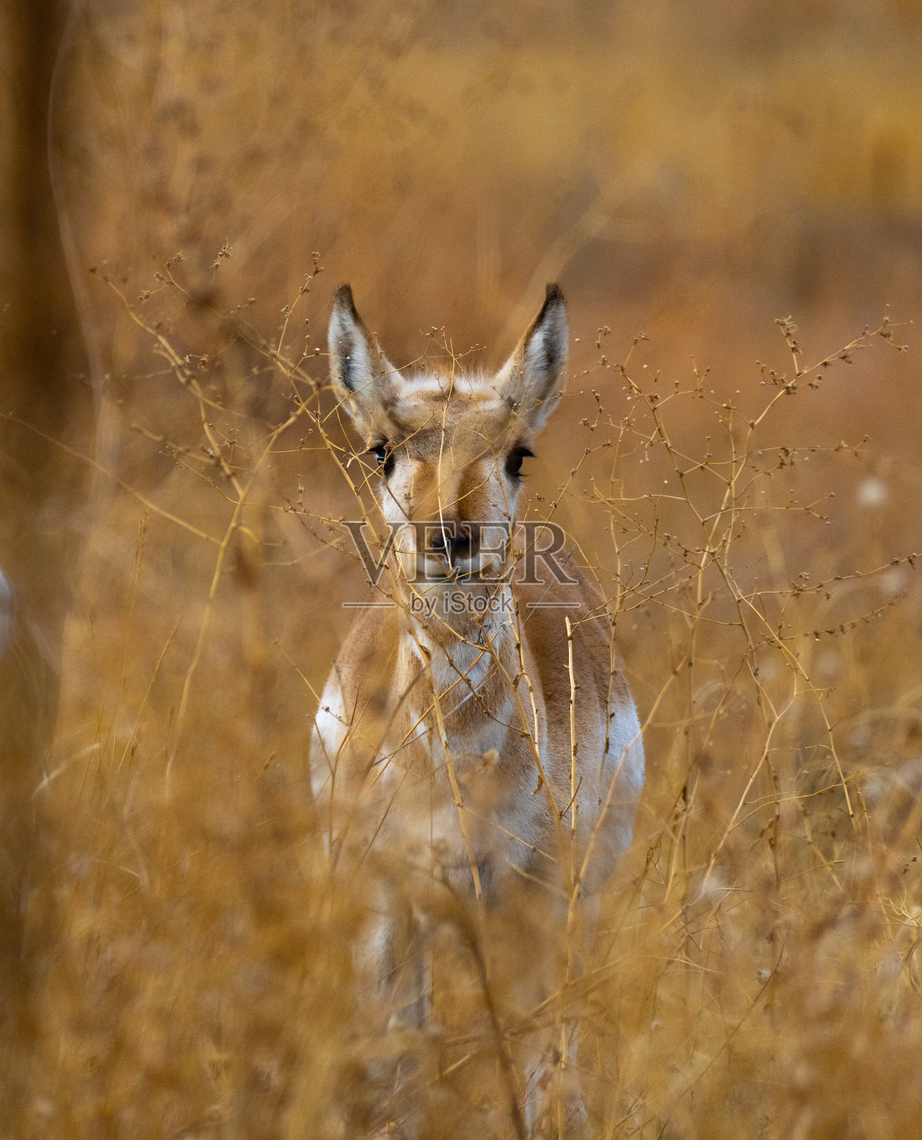 婴儿叉角羚。照片摄影图片