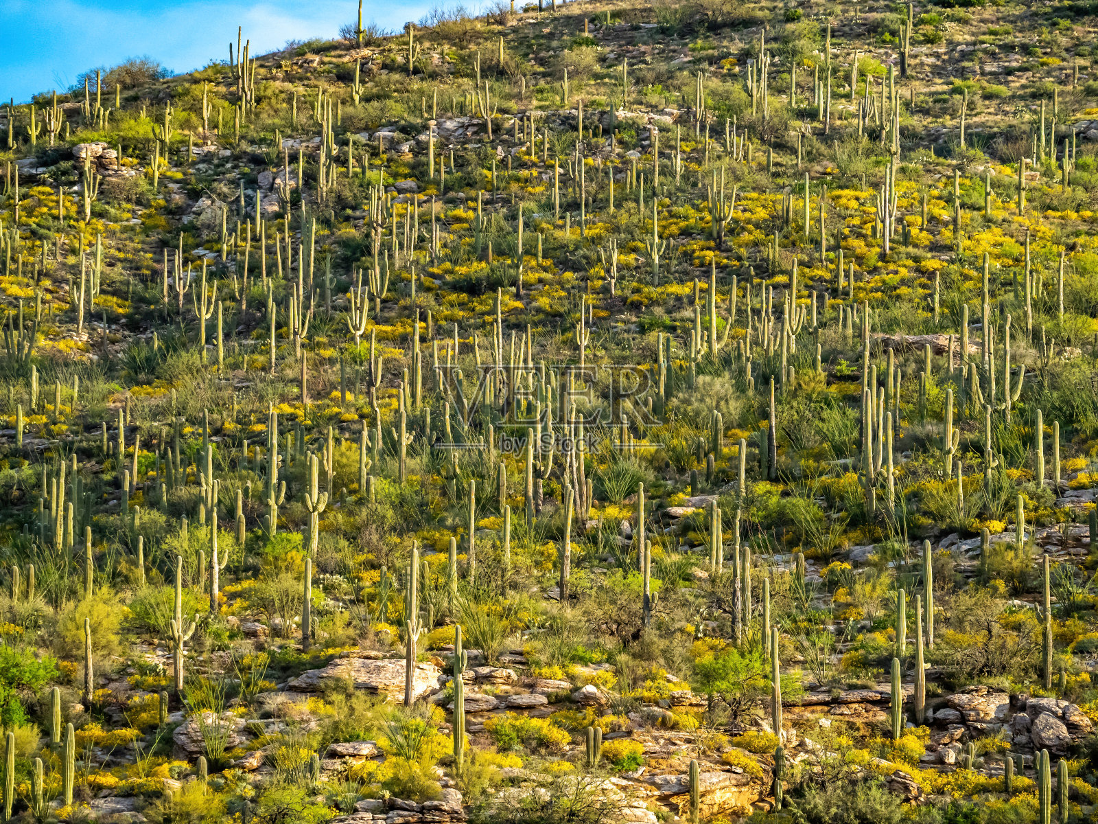 沙漠中的仙人掌田照片摄影图片