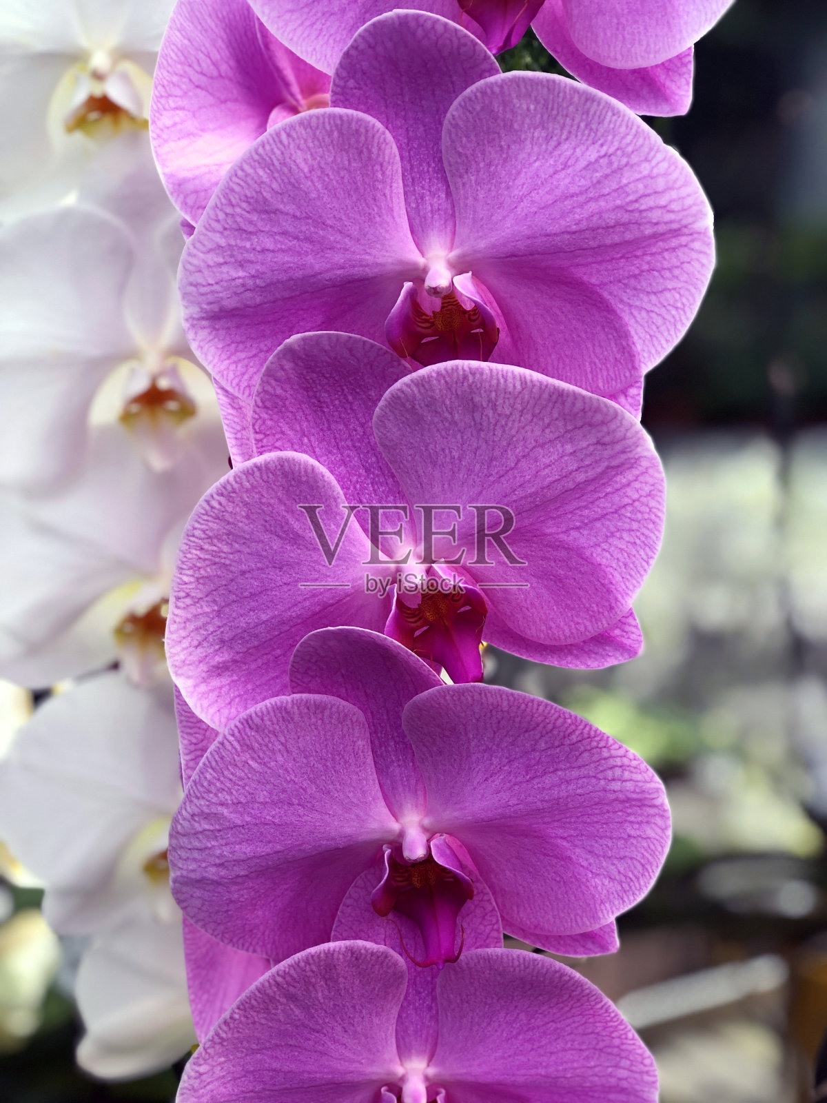 绿色枝上盛开的粉红色兰花照片摄影图片