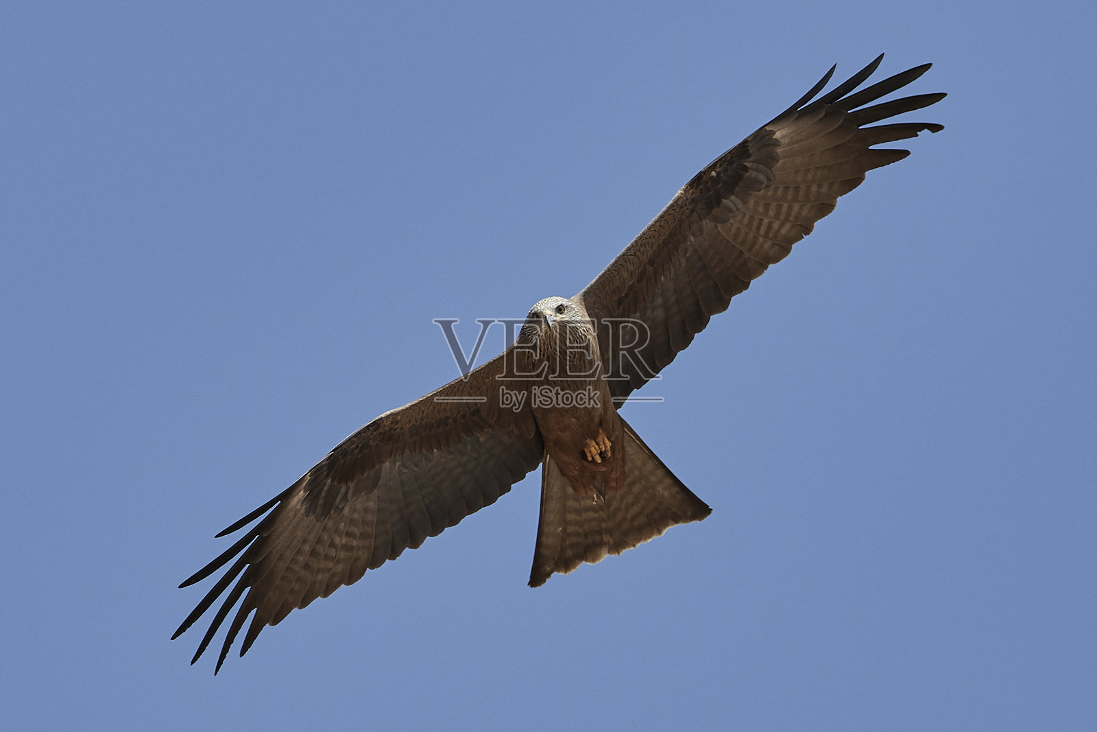 黑鸢(黑鸢)照片摄影图片