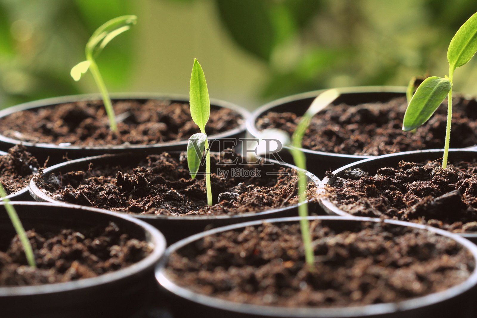 辣椒幼苗在花盆中发芽。园艺的概念。照片摄影图片