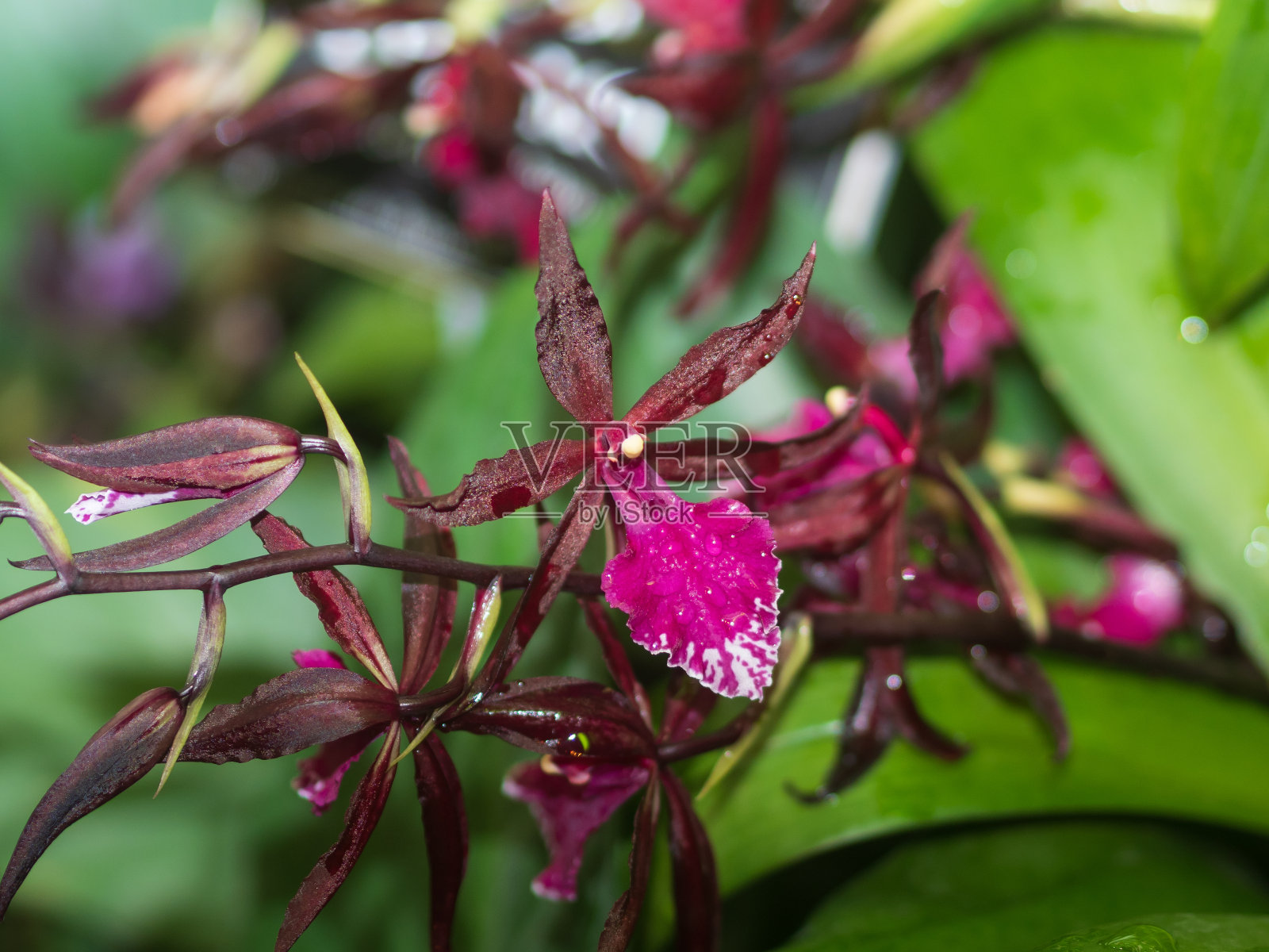 植物园里五颜六色的兰花。稀有兰花品种。奇异的热带花朵。照片摄影图片