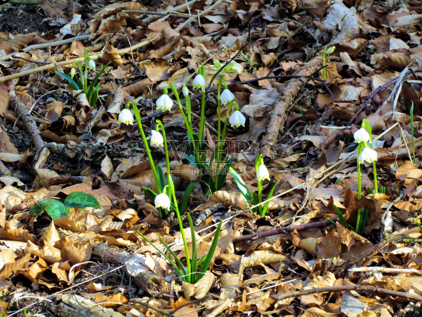雪花照片摄影图片