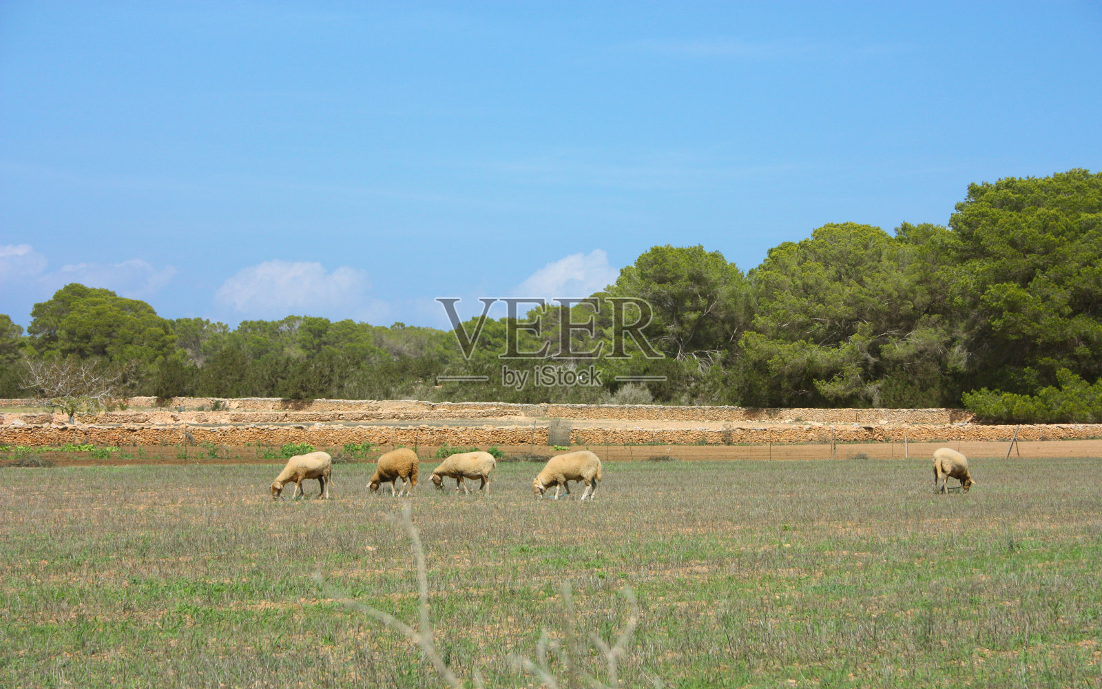 山羊和绵羊在干燥和贫瘠的伊比沙和formentera在无花果树和西班牙干旱的土地照片摄影图片