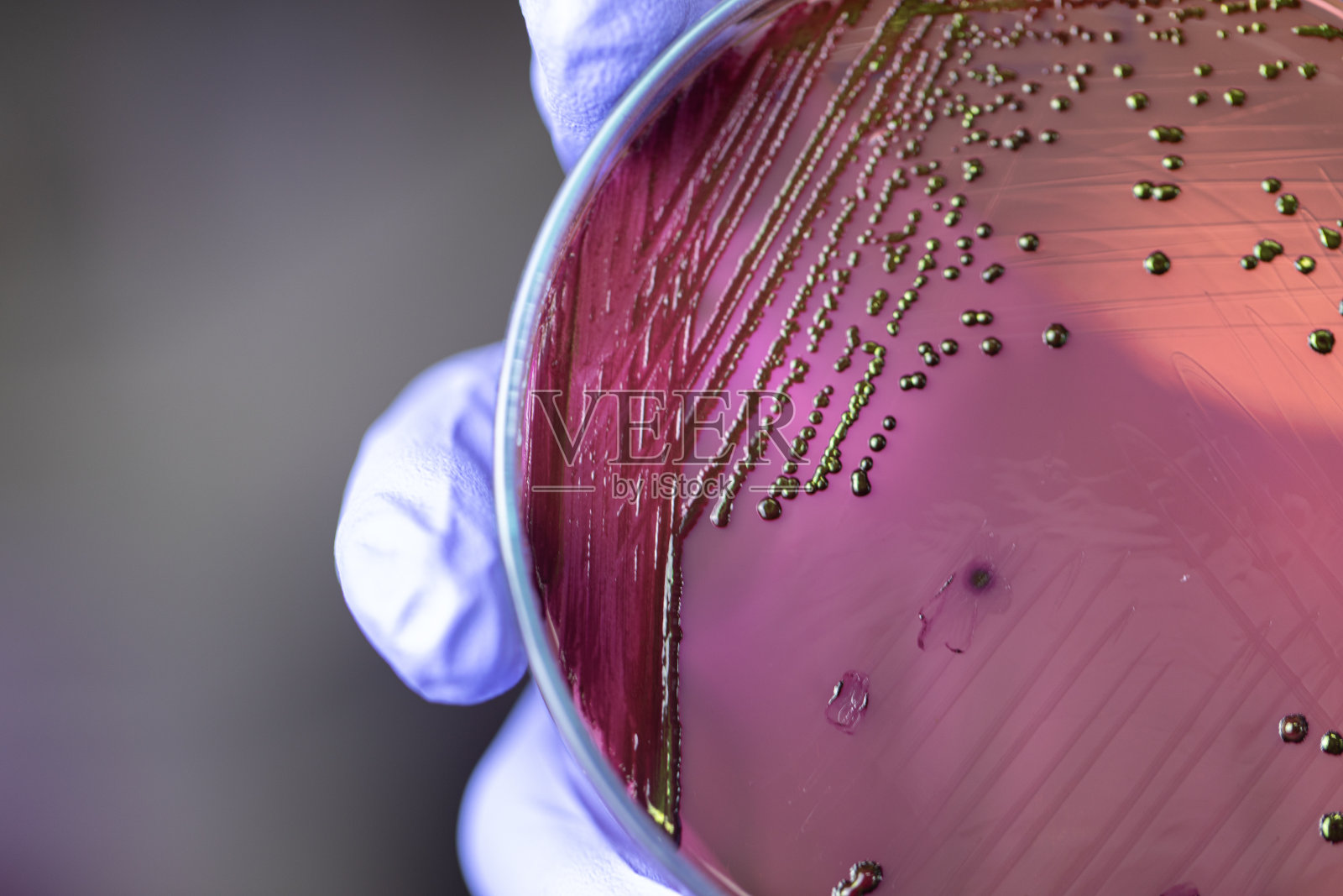 在实验室分析和研究冠状病毒疾病(CoV)疫苗照片摄影图片