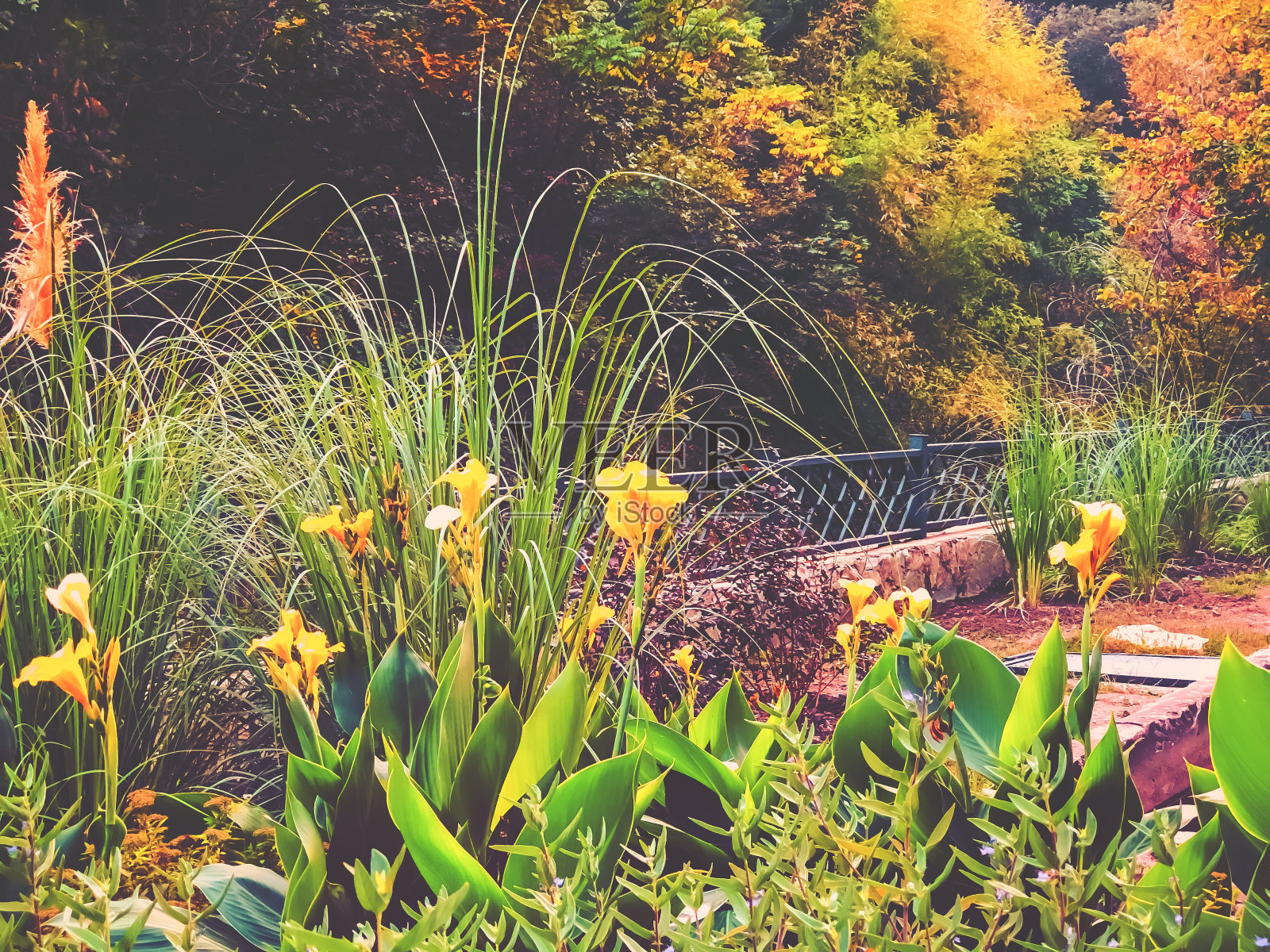 城市公园里彩色鲜花的美丽景色，城市里温暖的秋日照片摄影图片