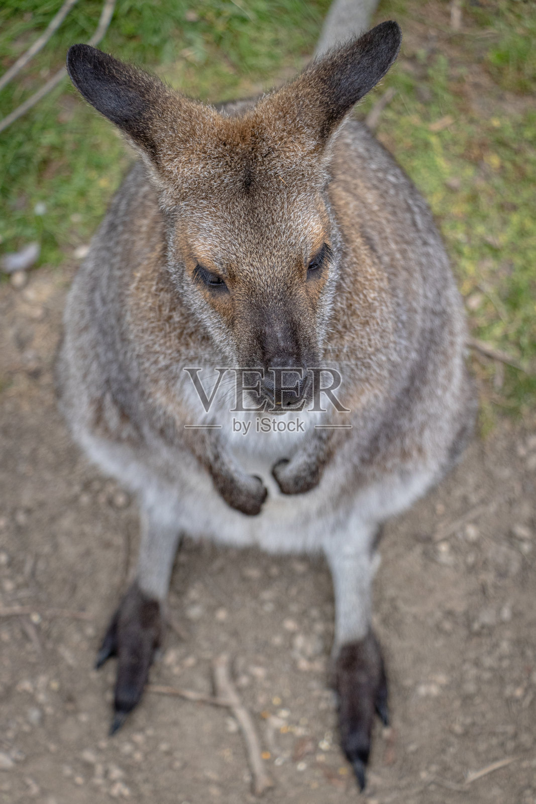 小袋鼠照片摄影图片