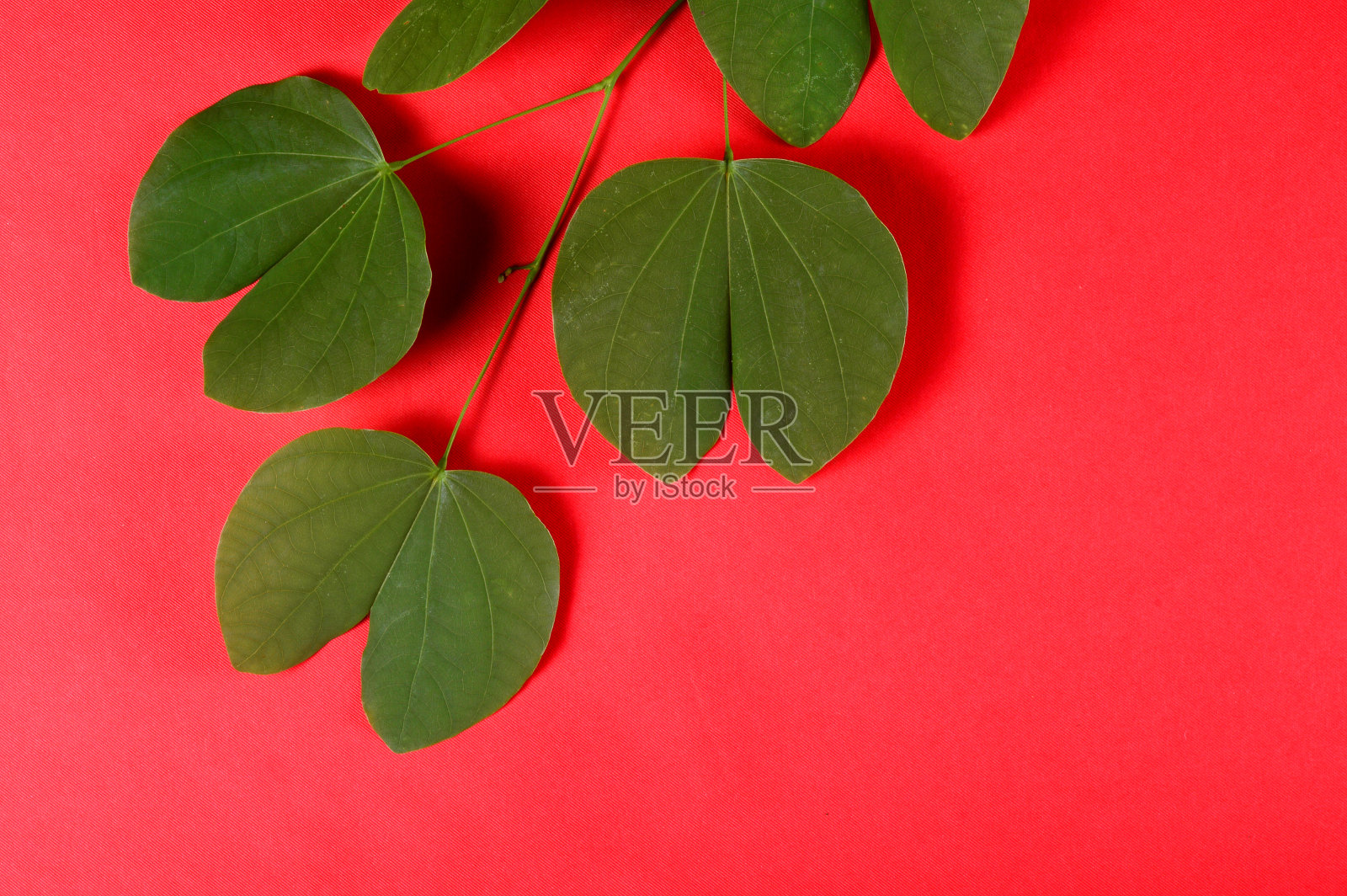 印度节日杜塞赫拉，显示金色的叶子在红色的背景。贺卡。照片摄影图片