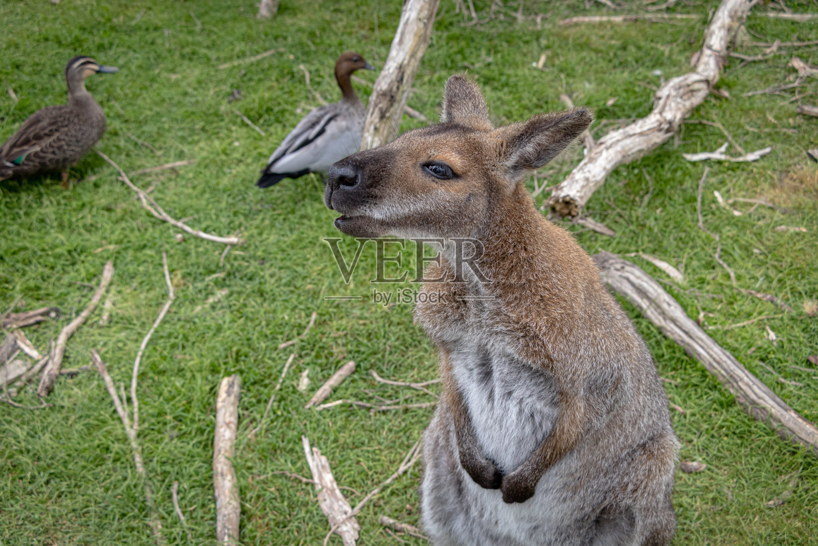 小袋鼠照片摄影图片