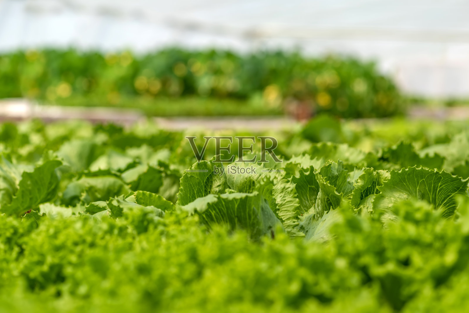 有机水培蔬菜种植农场。新鲜天然有机产品照片摄影图片