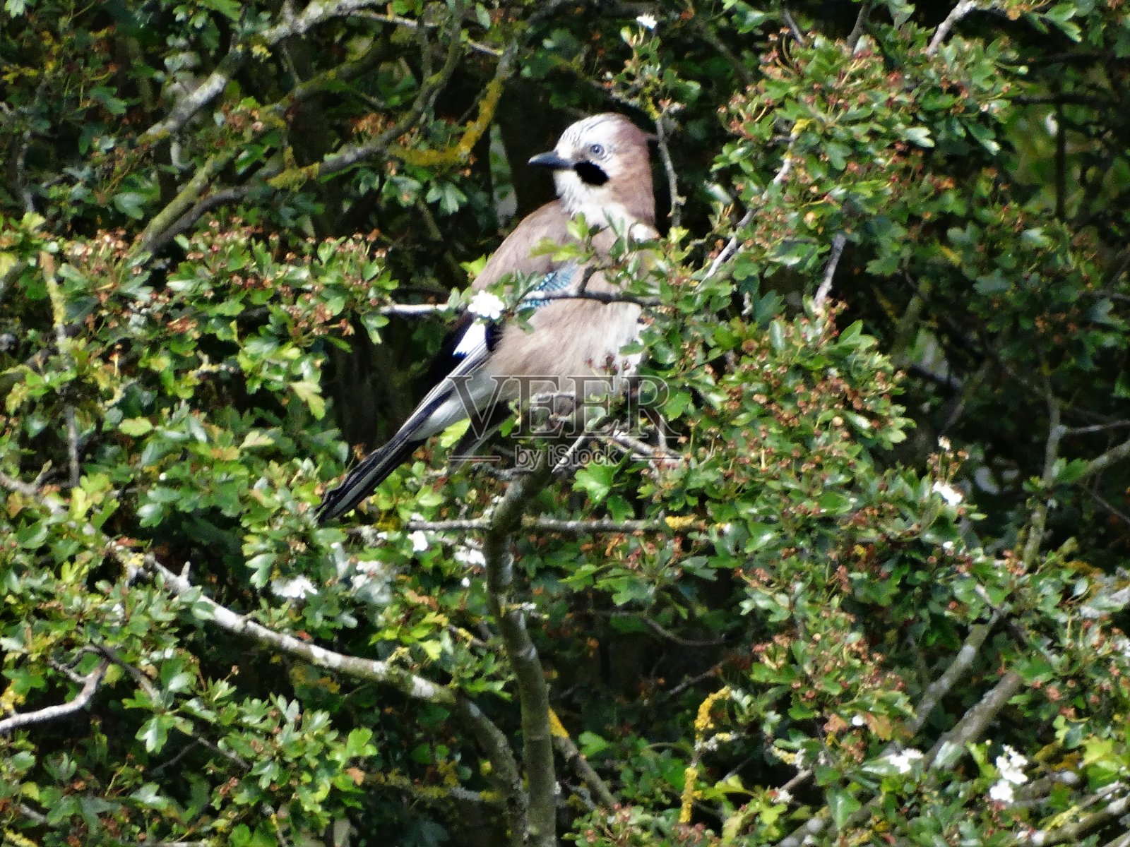 年幼的鸟类在山楂树的树枝上栖息时，从它的肩膀往左看照片摄影图片