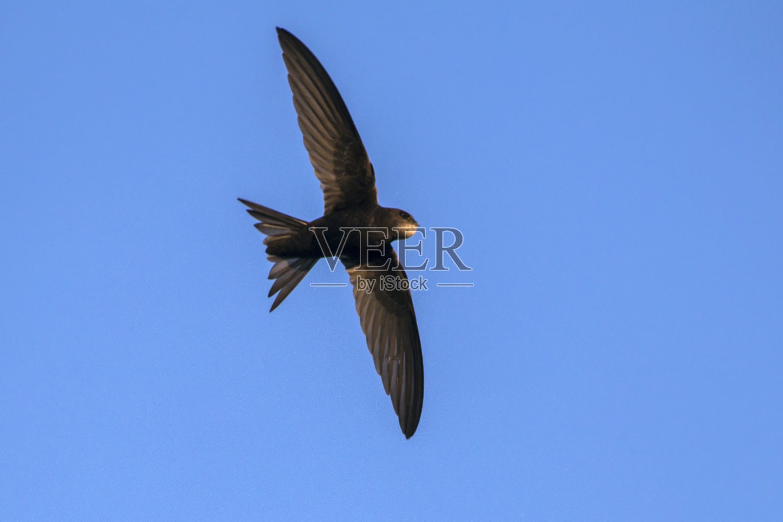 斯威夫特(Apus Apus)。照片摄影图片