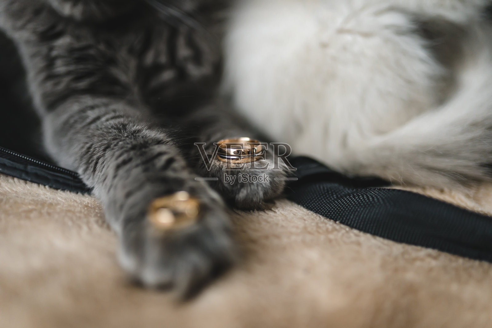 结婚戒指在猫的爪子。可爱的毛绒绒的猫，爪子上戴着结婚戒指。婚礼气氛与猫。猫躺在明亮的沙发上照片摄影图片