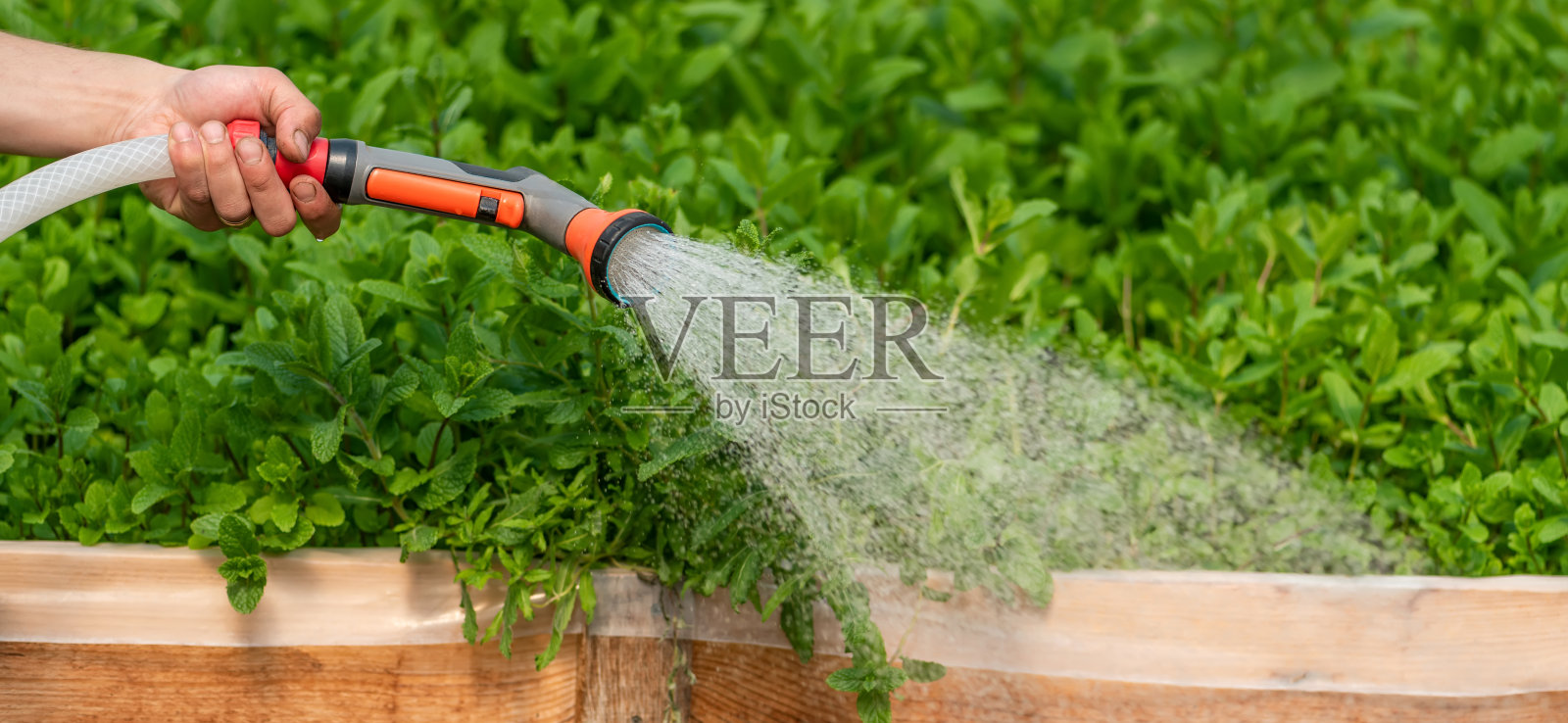 温室花园浇水植物照片摄影图片