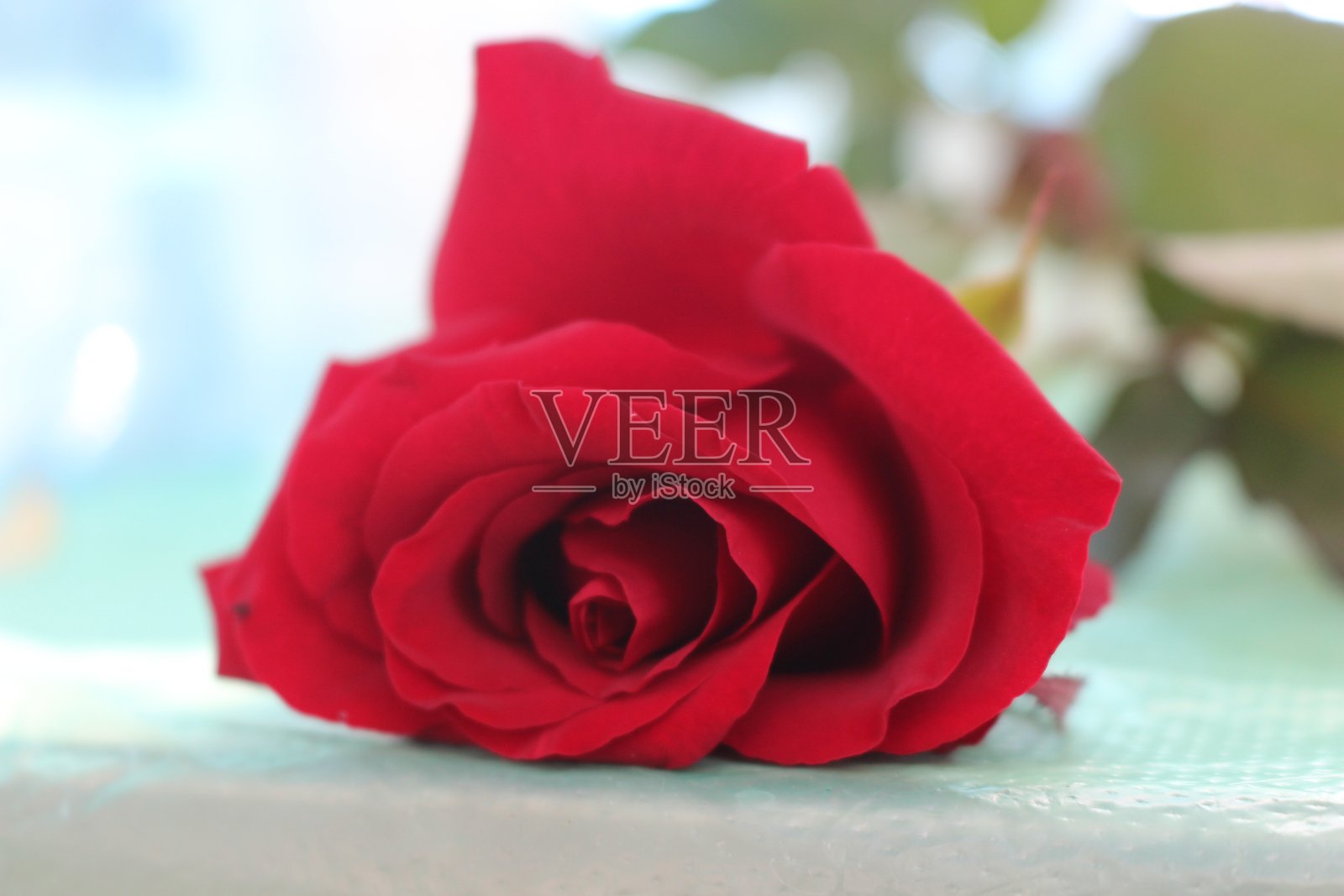 美丽时尚的红玫瑰花。照片摄影图片