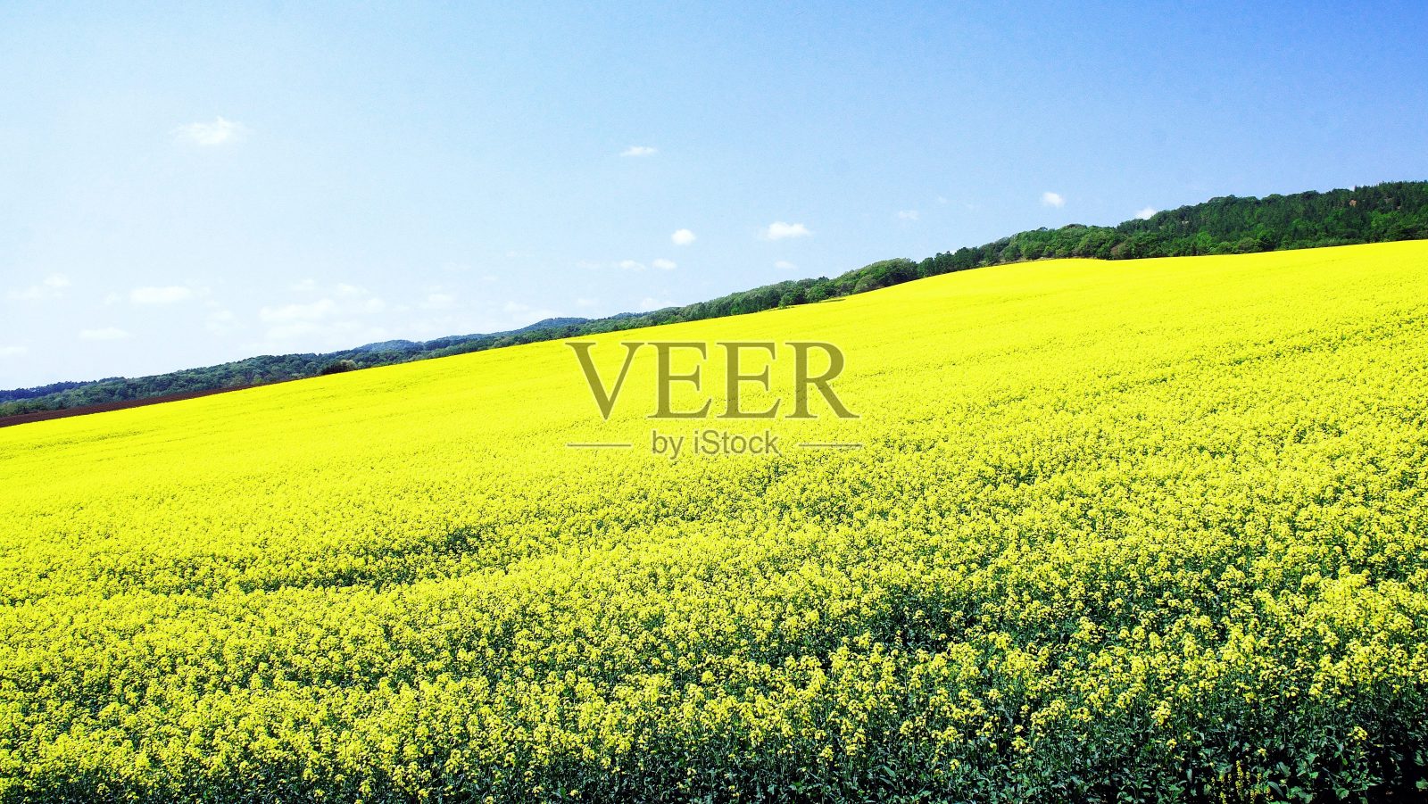 美丽的油菜花田照片摄影图片