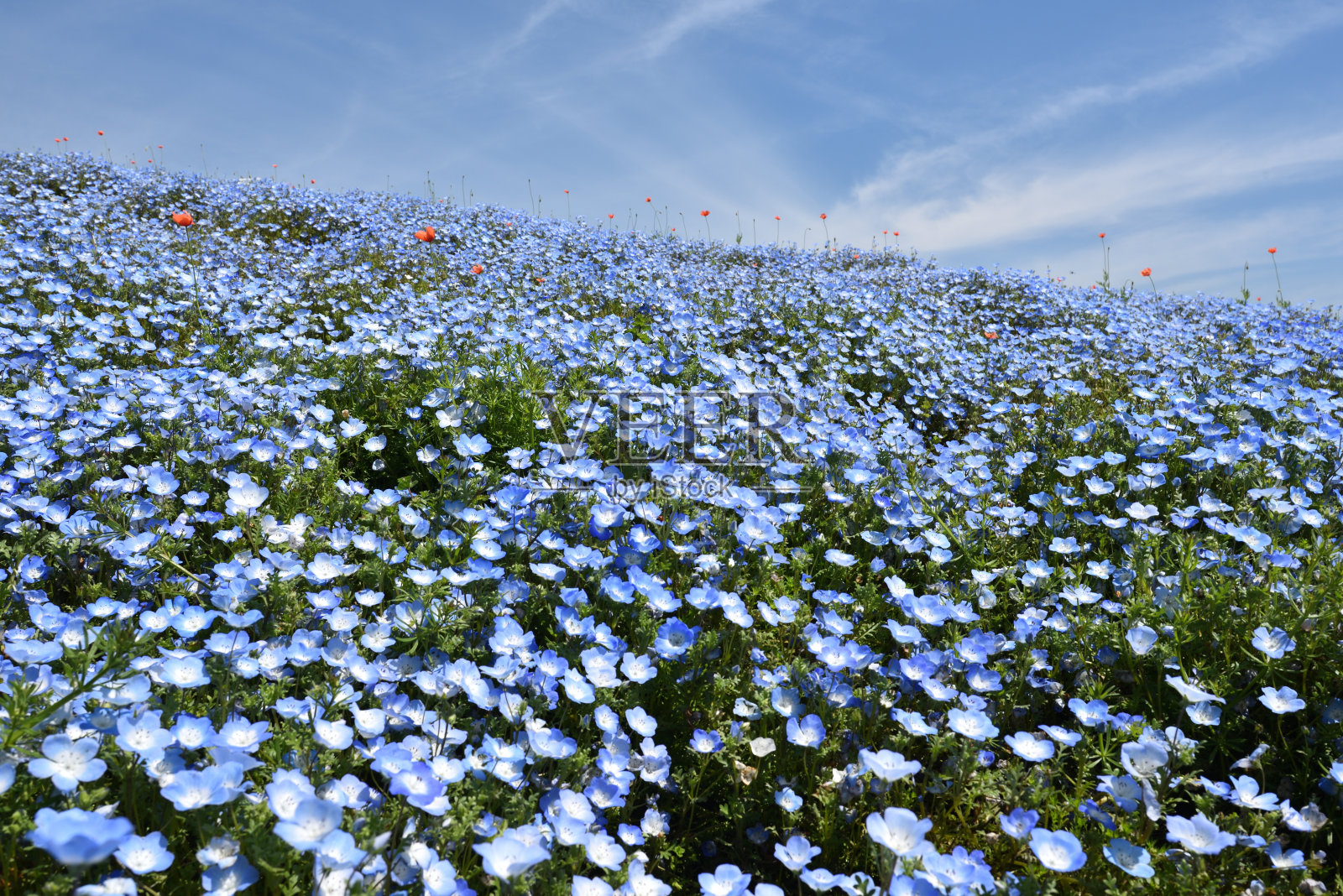 凤仙花，著名的春花照片摄影图片