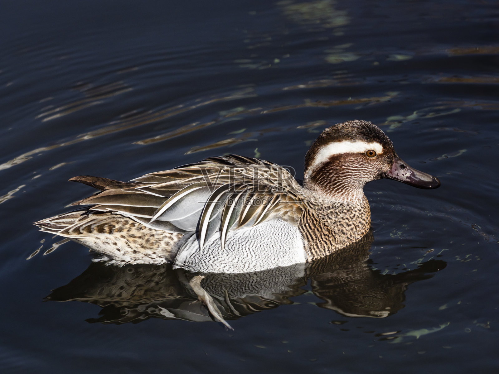白眉鸭男照片摄影图片