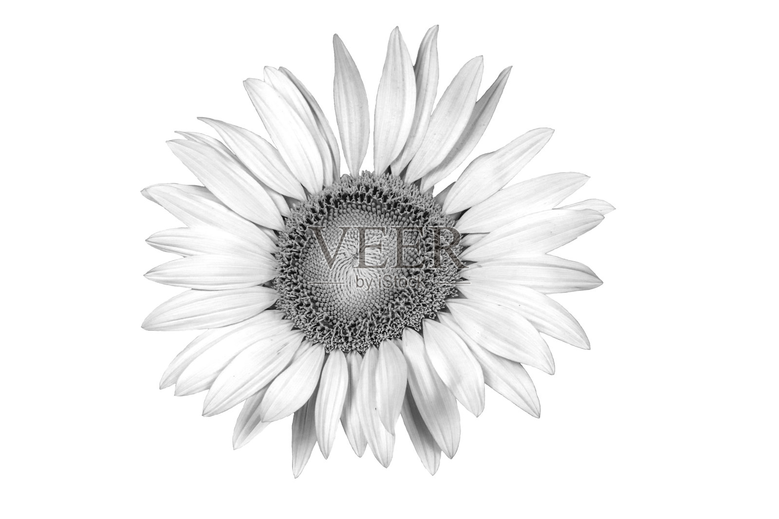 黑白花照片摄影图片