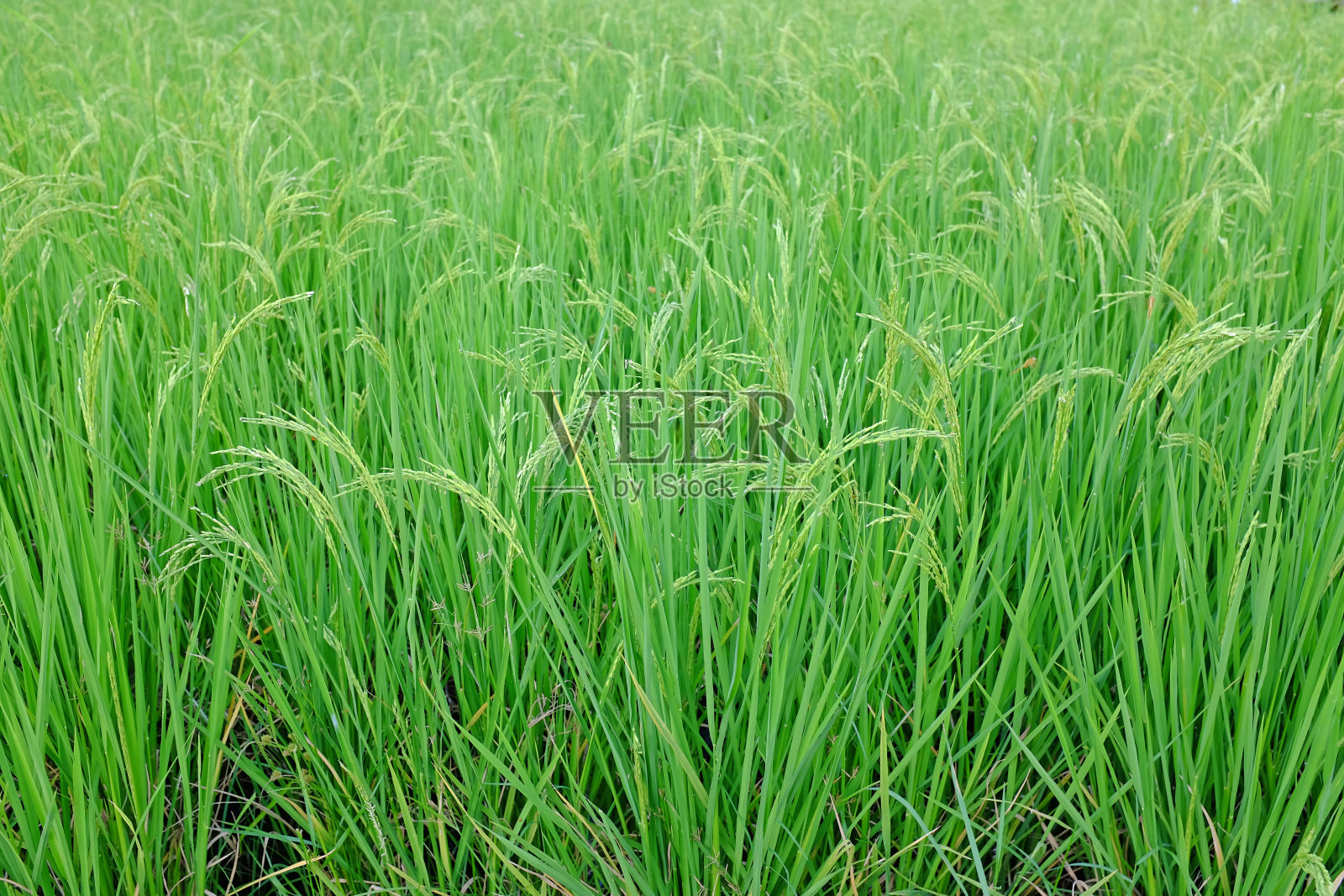 在稻田的背景下，年轻的绿色水稻。照片摄影图片