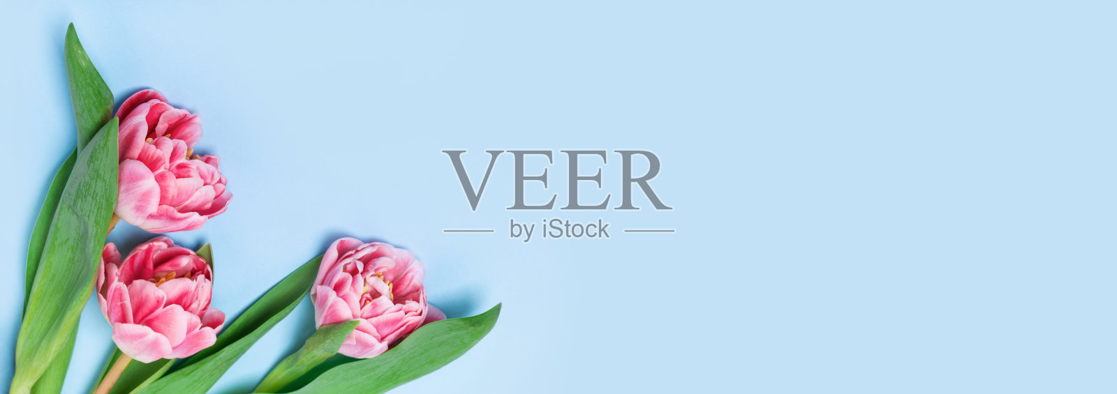 蓝色背景上的三朵粉色郁金香。放置文本的位置照片摄影图片