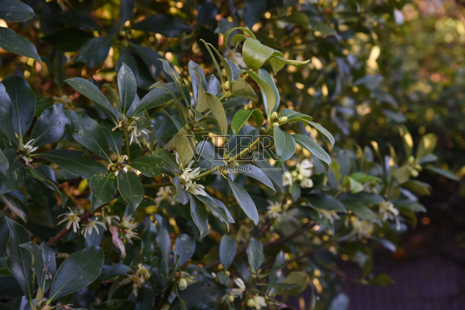 日本八角茴香照片摄影图片