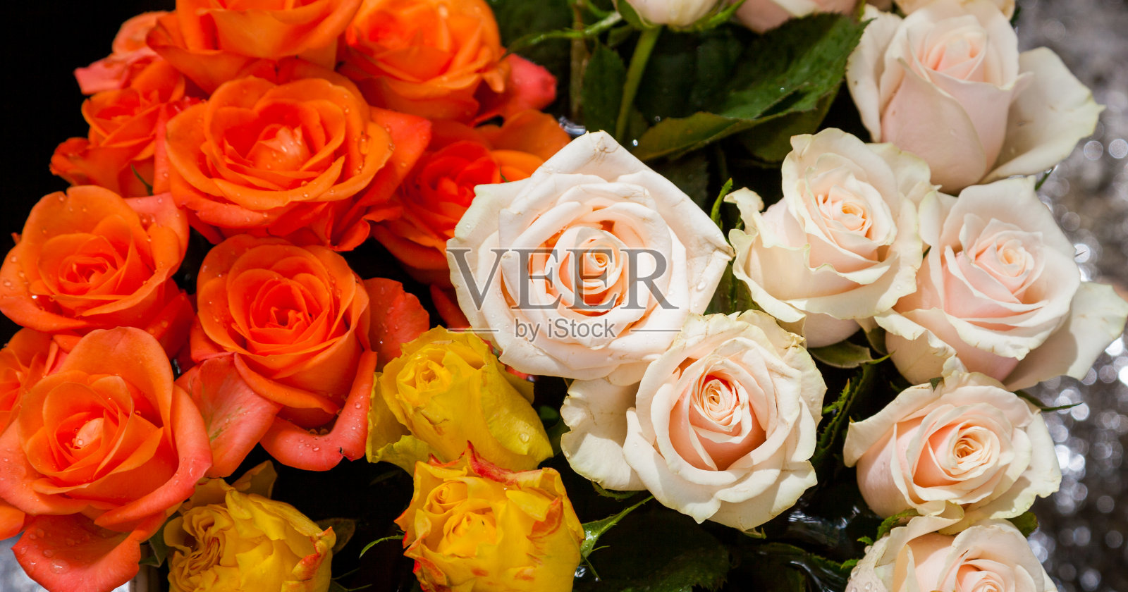 粉色玫瑰照片摄影图片