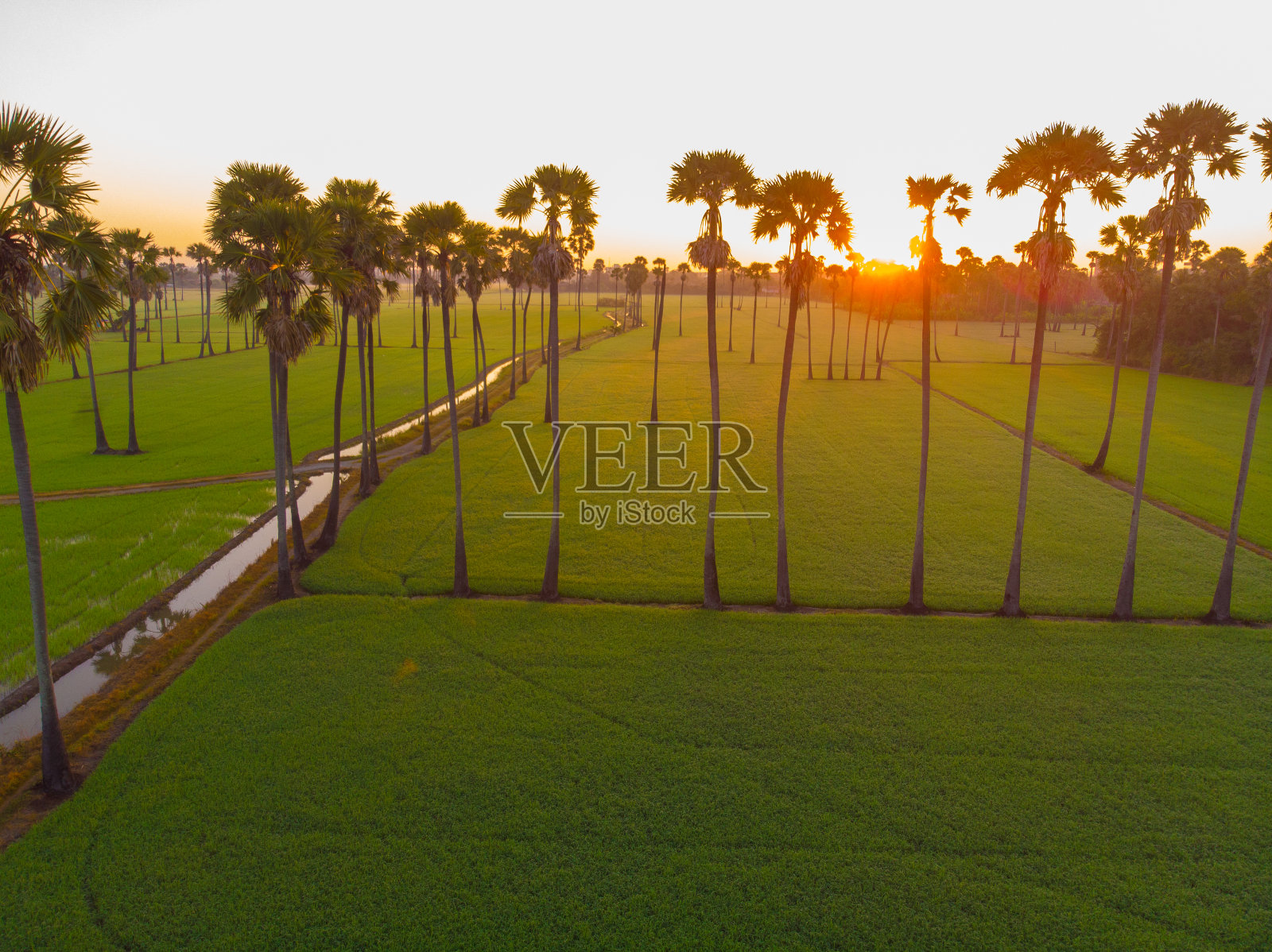 鸟瞰日出的稻田上种植着糖棕榈树的农业产业照片摄影图片