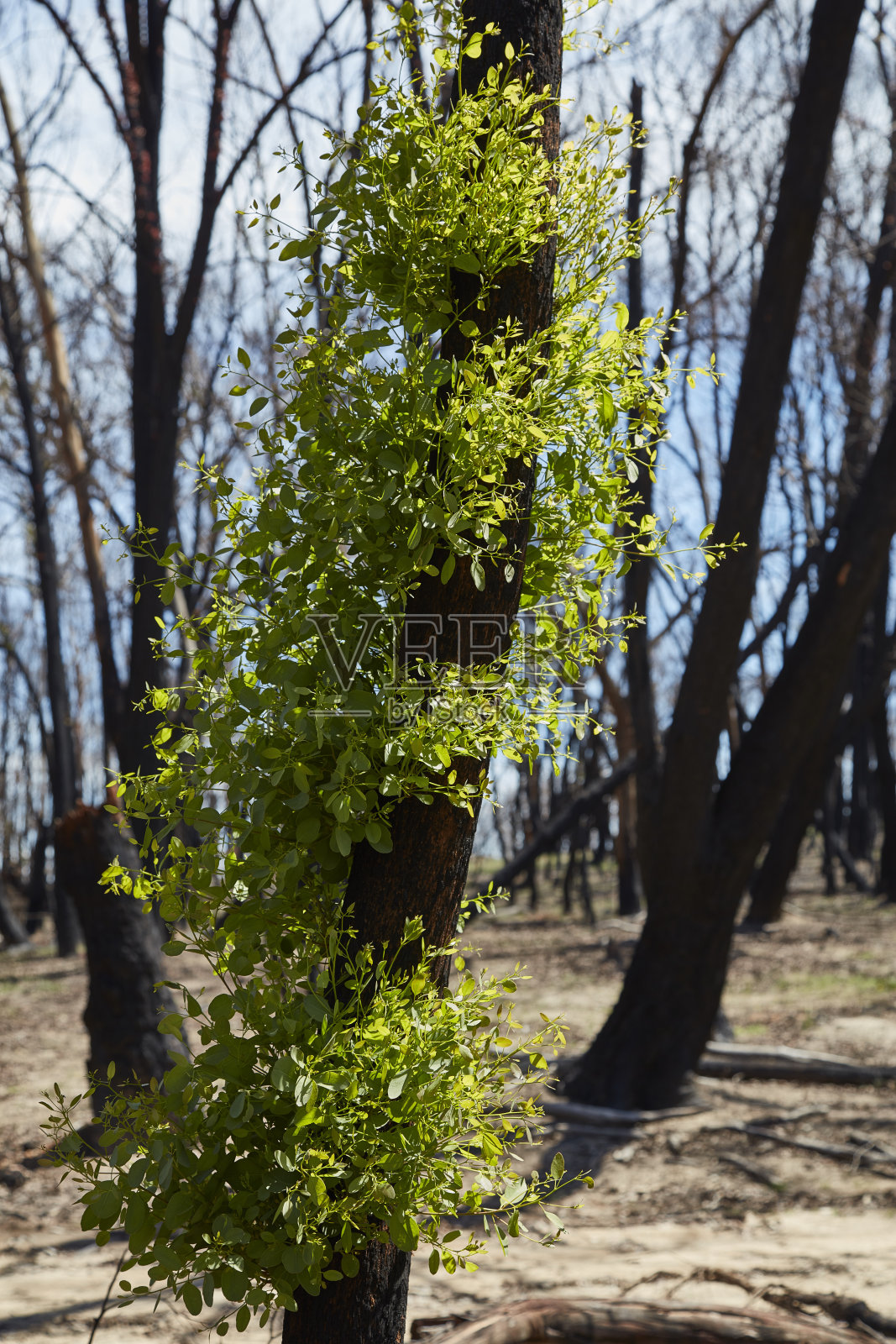 在新南威尔士州的蓝山丛林大火中重新生长的特写。照片摄影图片