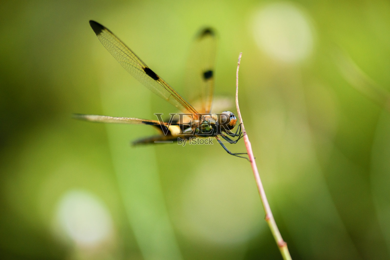 Yellow-striped颤振蜻蜓照片摄影图片