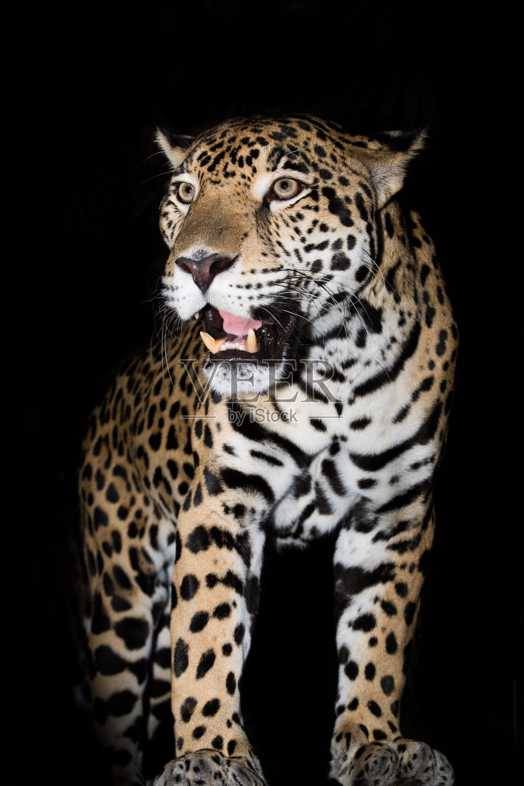 美洲虎晚上在丛林里从黑暗中出来捕猎照片摄影图片