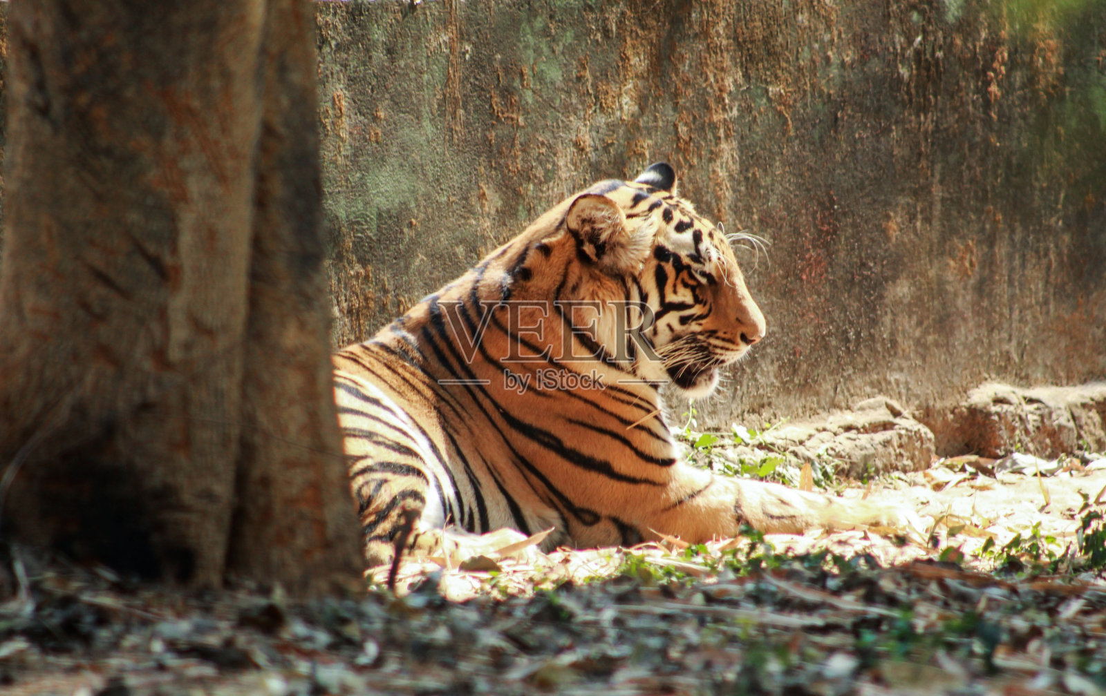 底格里斯河正在休息的侧视图照片摄影图片